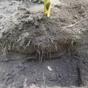 Daar Dripirrigatie aanleg irrigatie bij wortelzone gewas